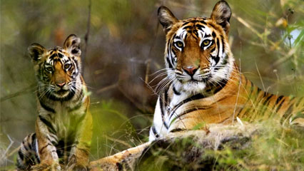 Bandhavgarh Jungle Safari